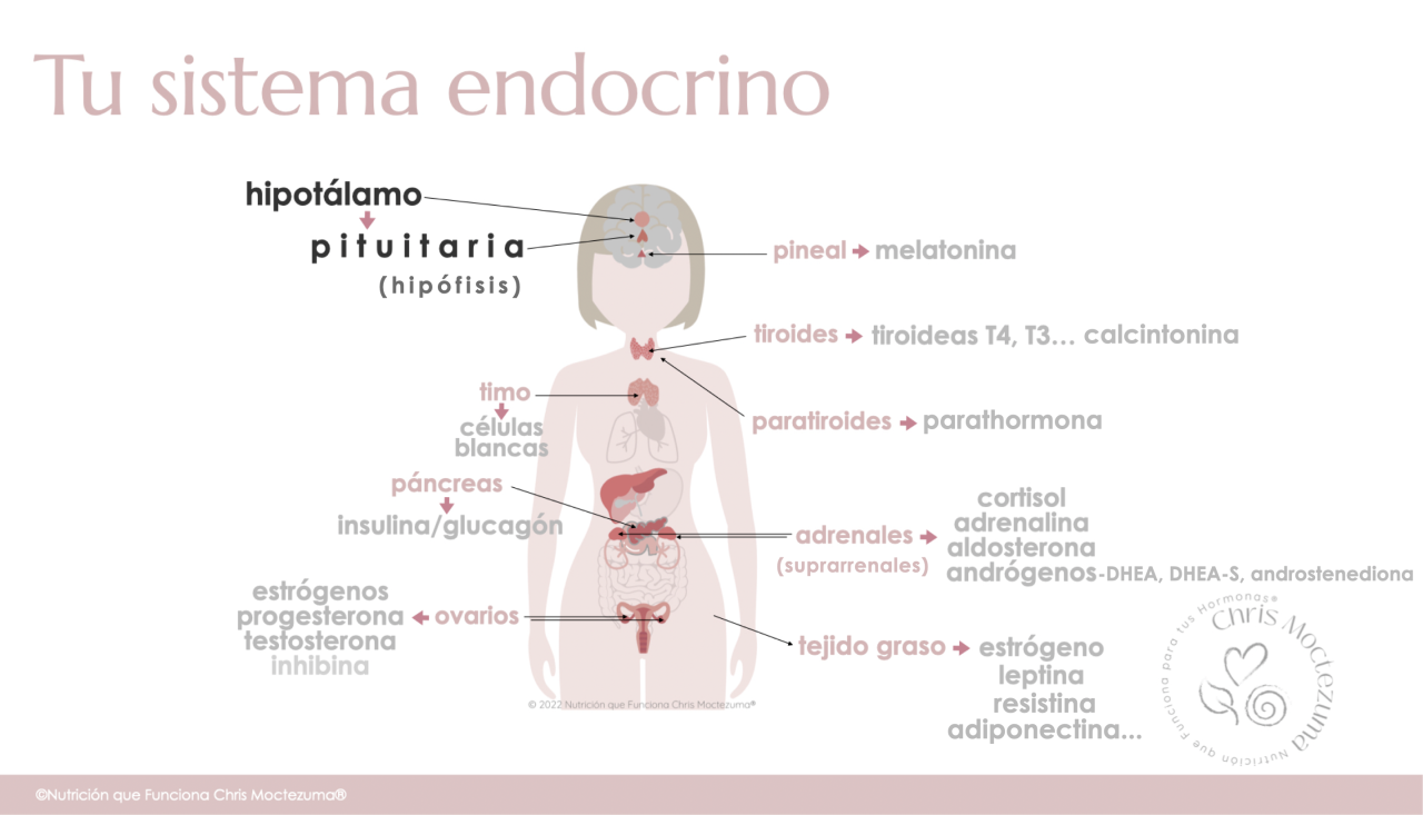 Sistema endocrino menopausia hormonas cortisol